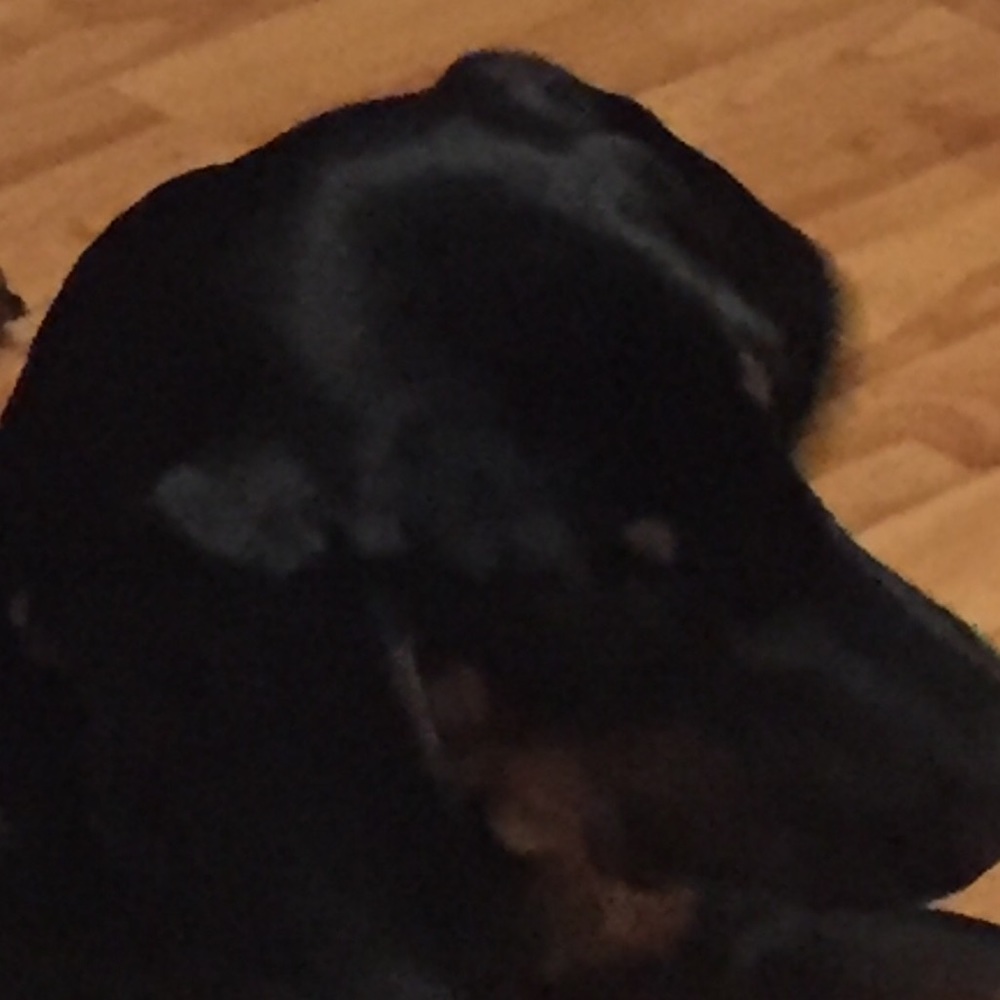 Meet your Posher, Lilly